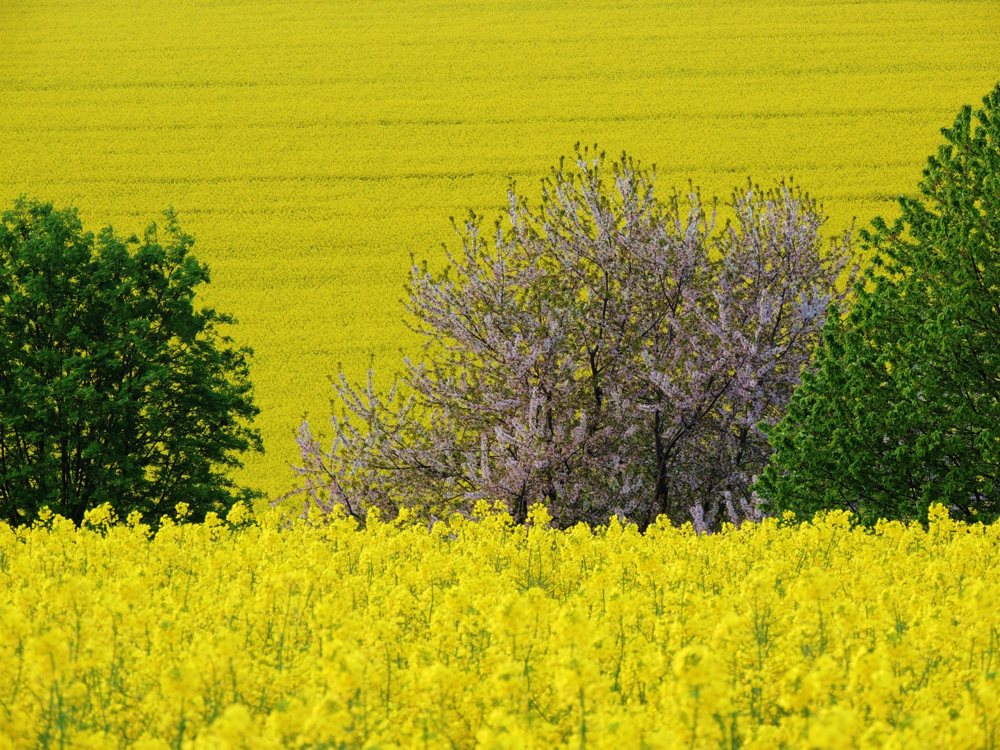 Am Rapsfeld II