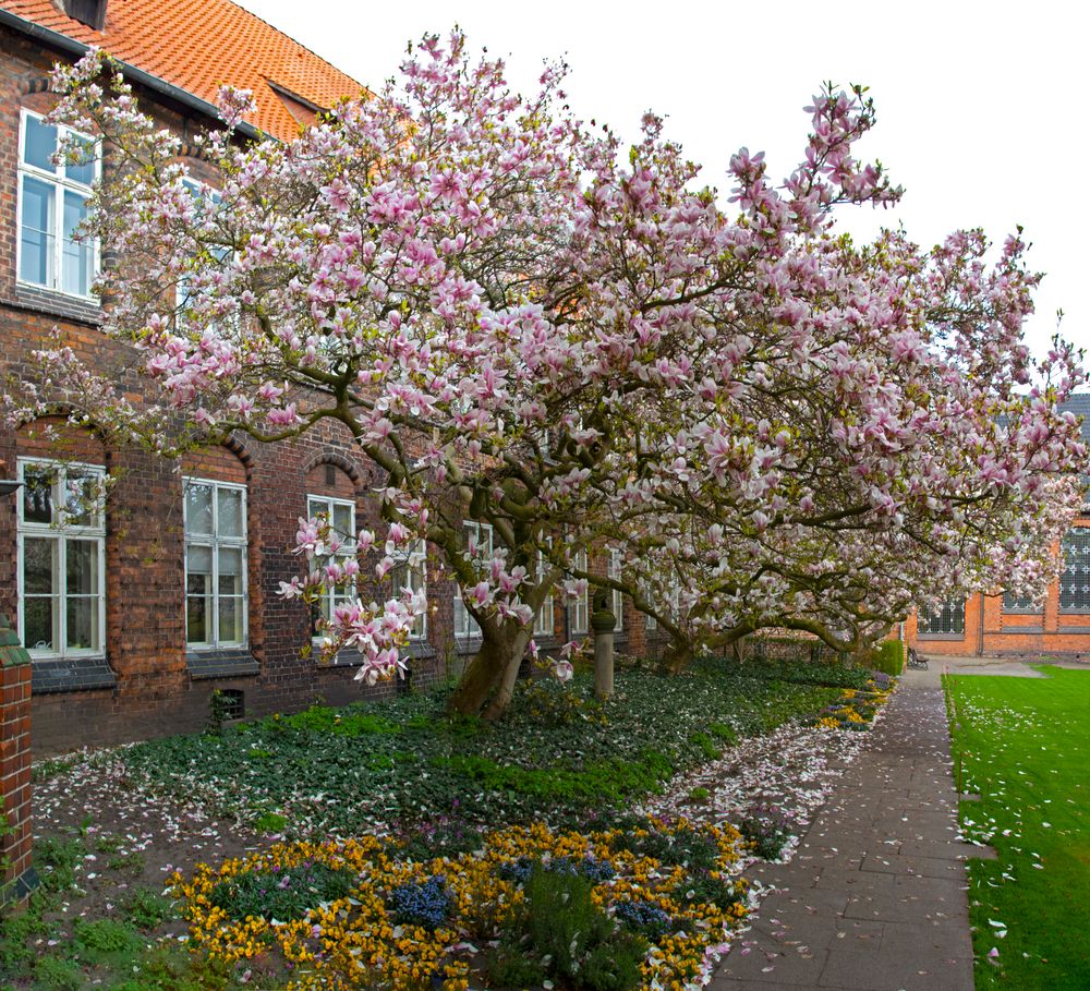 Am Rathaus Lüneburg_D4A1212