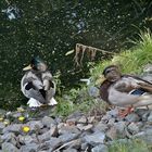 Am Regenauffangbecken - [2013-09-29]