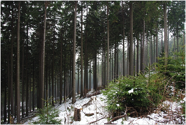 Am Regenberg