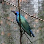 am Regentag ,bzgl der Farben ,nur Ausschnitt uSchaerfe und Entrauscht