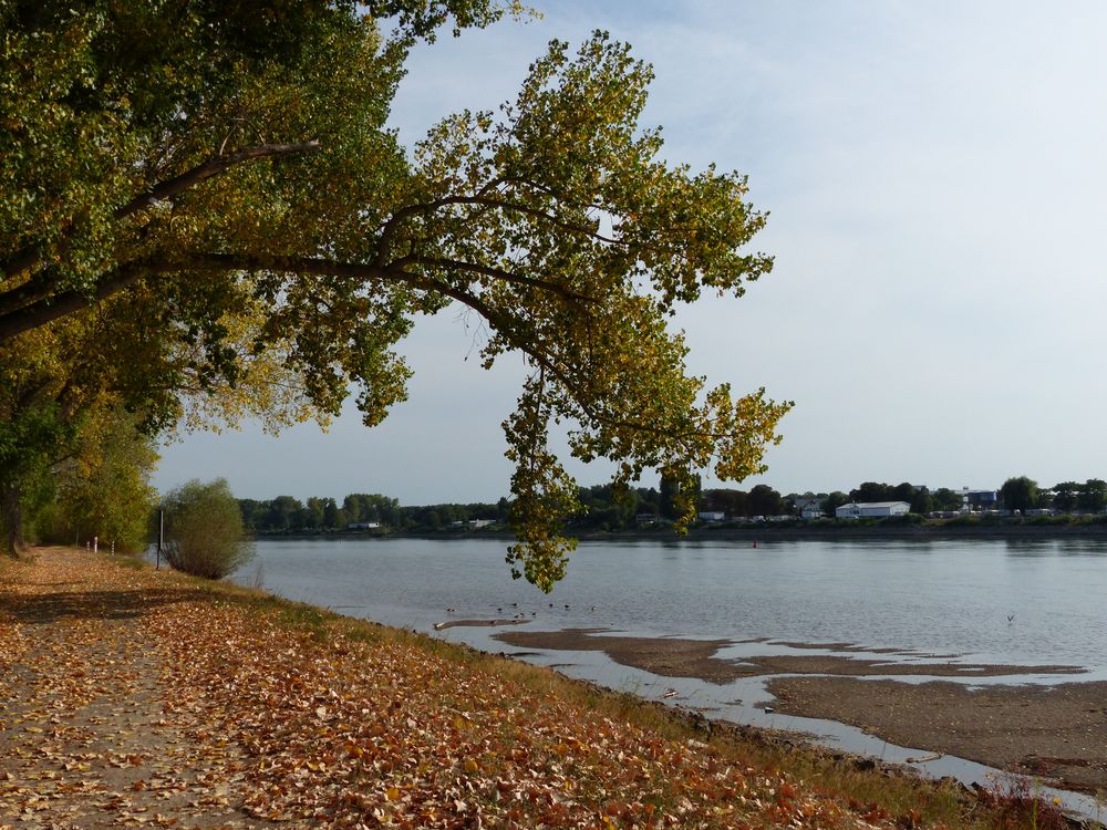 Am Rhein