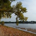 Am Rhein