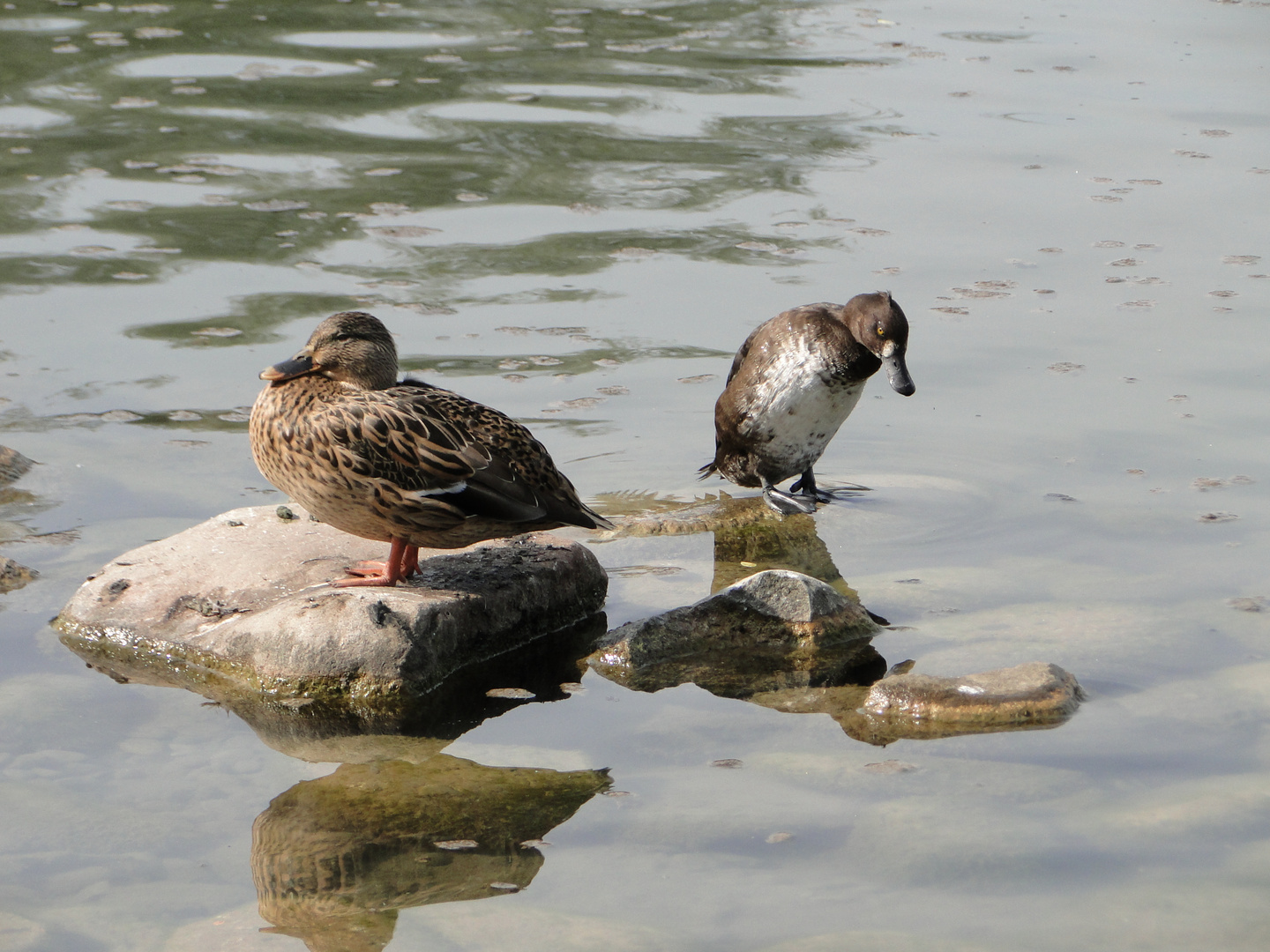 Am Rhein 2010