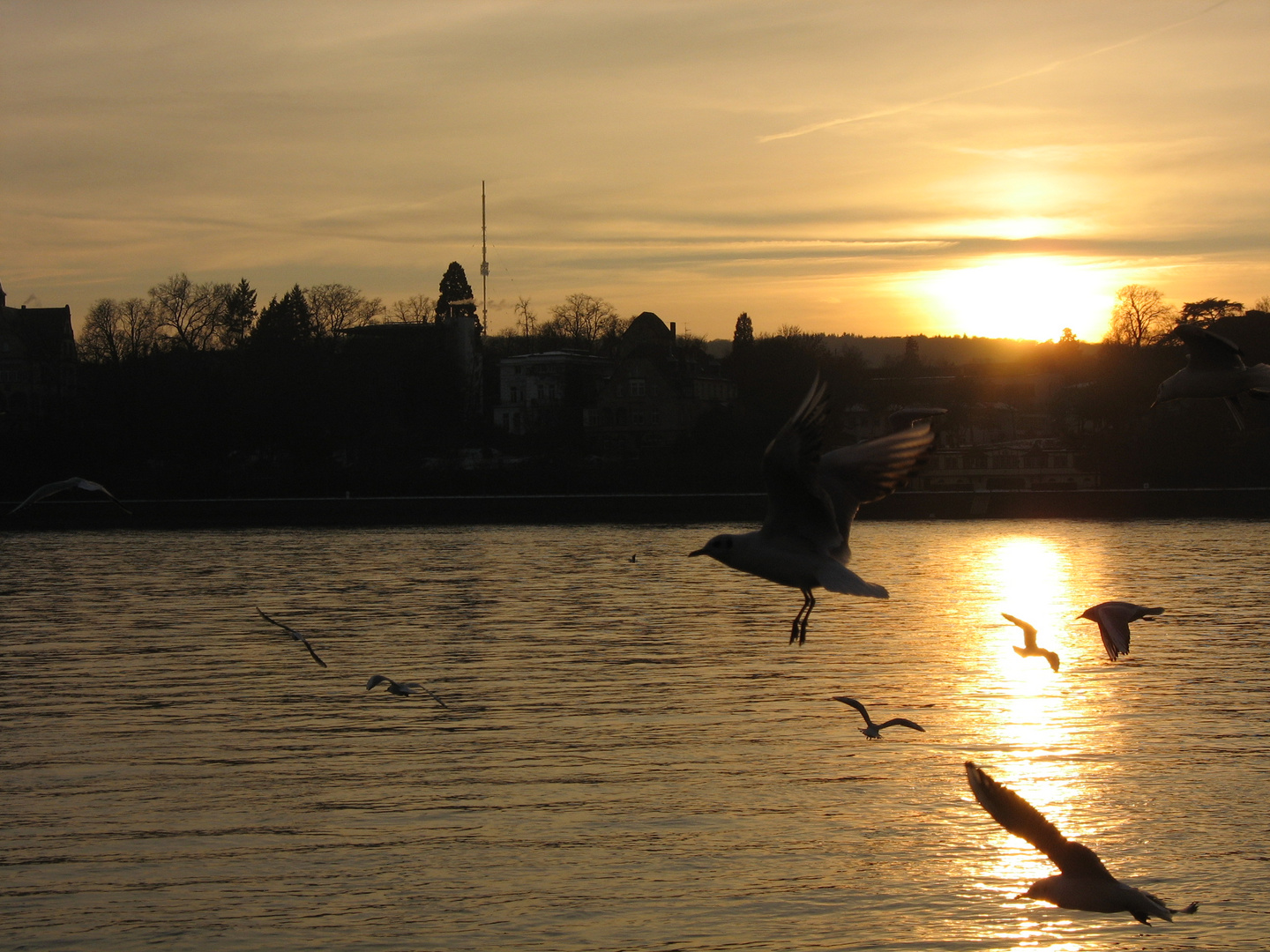 am Rhein 2011