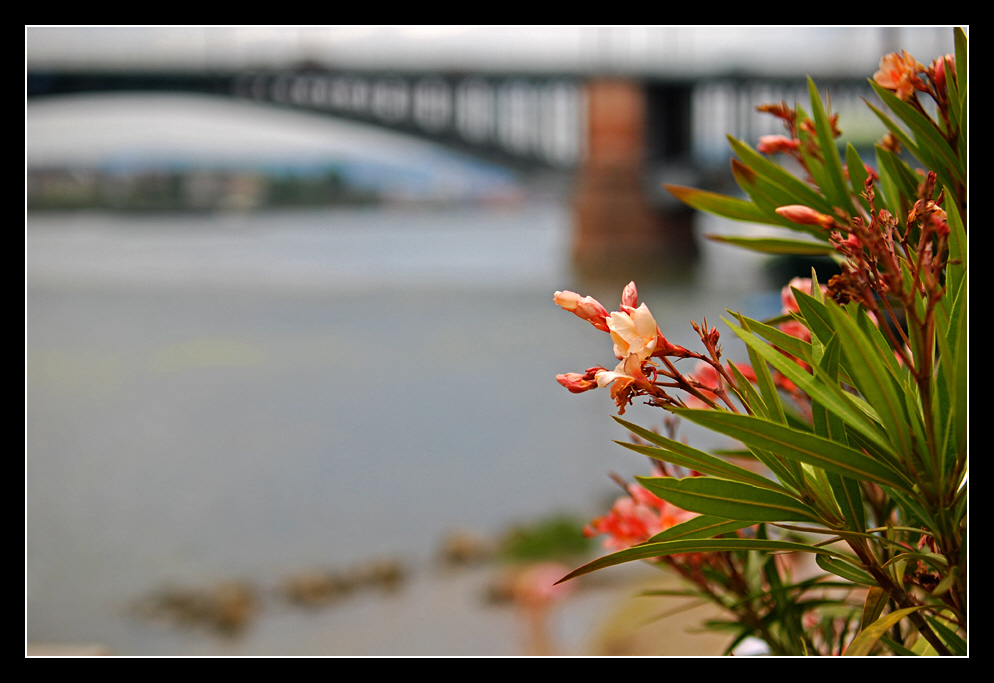 Am Rhein