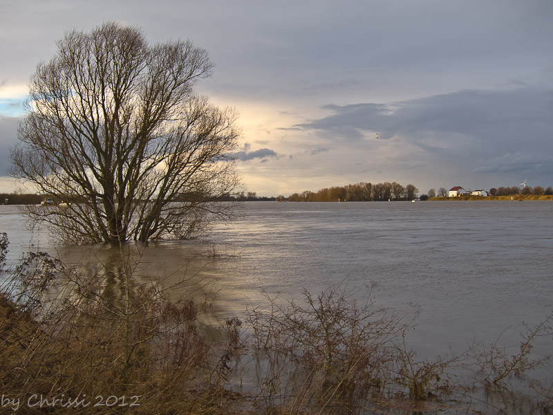 Am Rhein