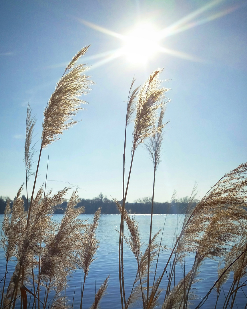 Am Rhein 