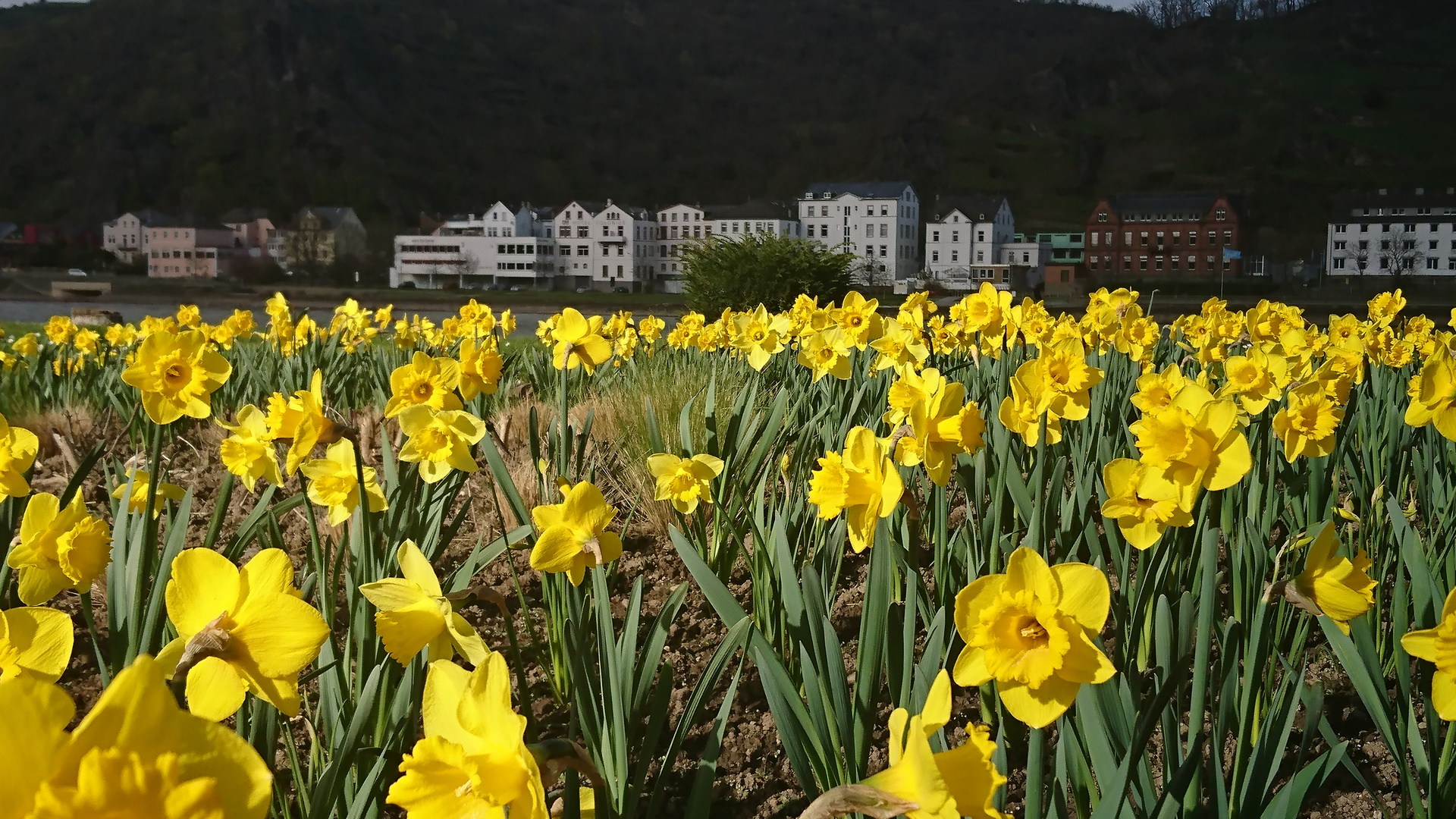 Am Rhein 