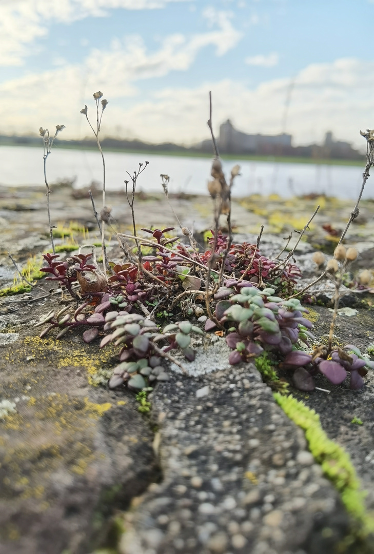 Am Rhein