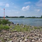 ~ am Rhein ~