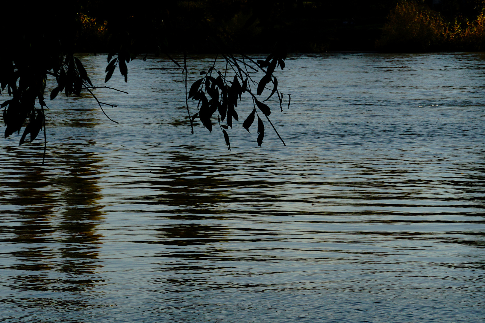 am Rhein