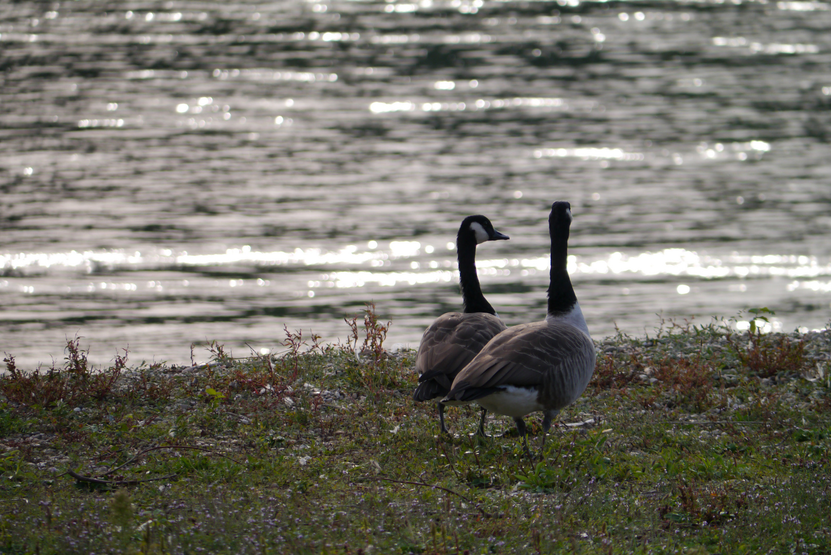 Am Rhein, abends