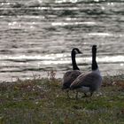 Am Rhein, abends