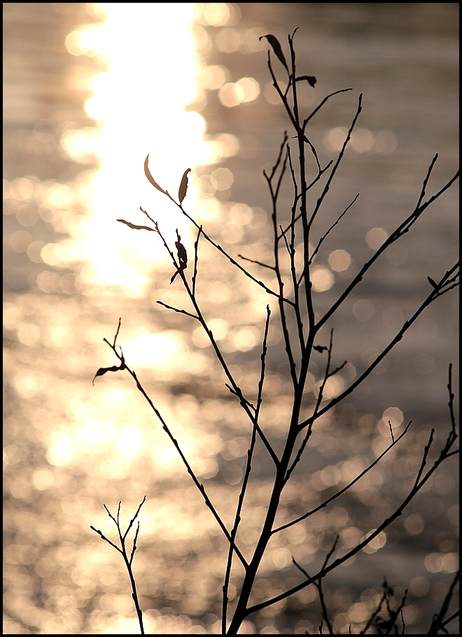 Am Rhein