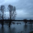 Am Rhein bei Arnheim