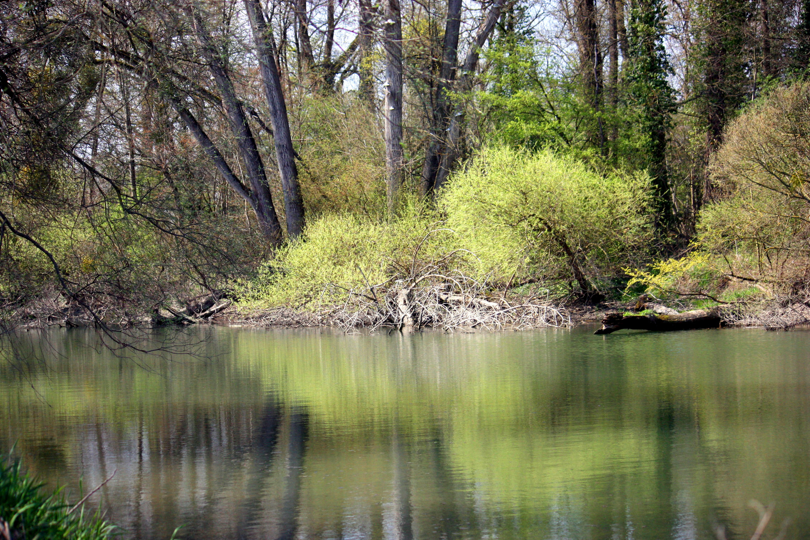 Am Rhein bei Berg in der Pfalz