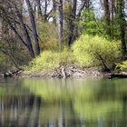 Am Rhein bei Berg in der Pfalz