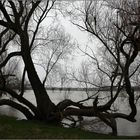 Am Rhein bei Duisburg