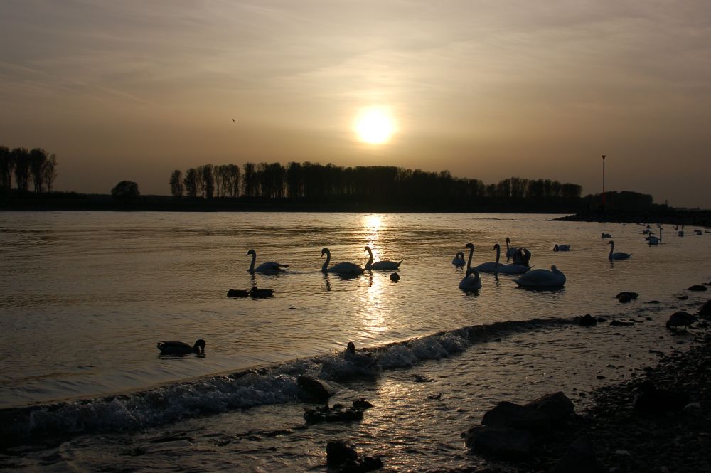 Am Rhein bei Hitdorf