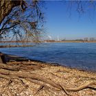 Am Rhein bei Orsoy