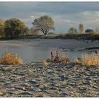 Am Rhein bei Zons