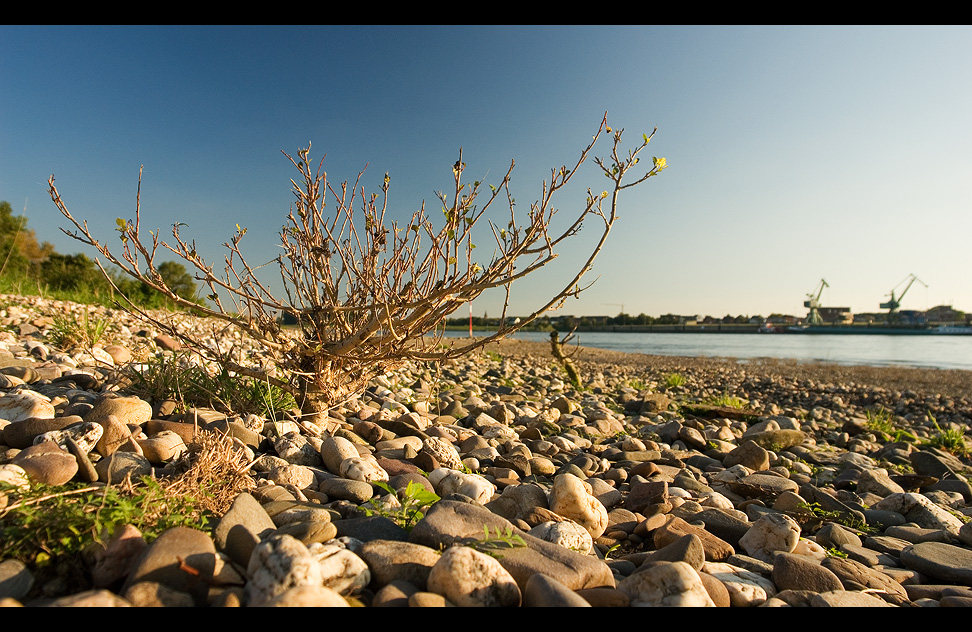 Am Rhein ...