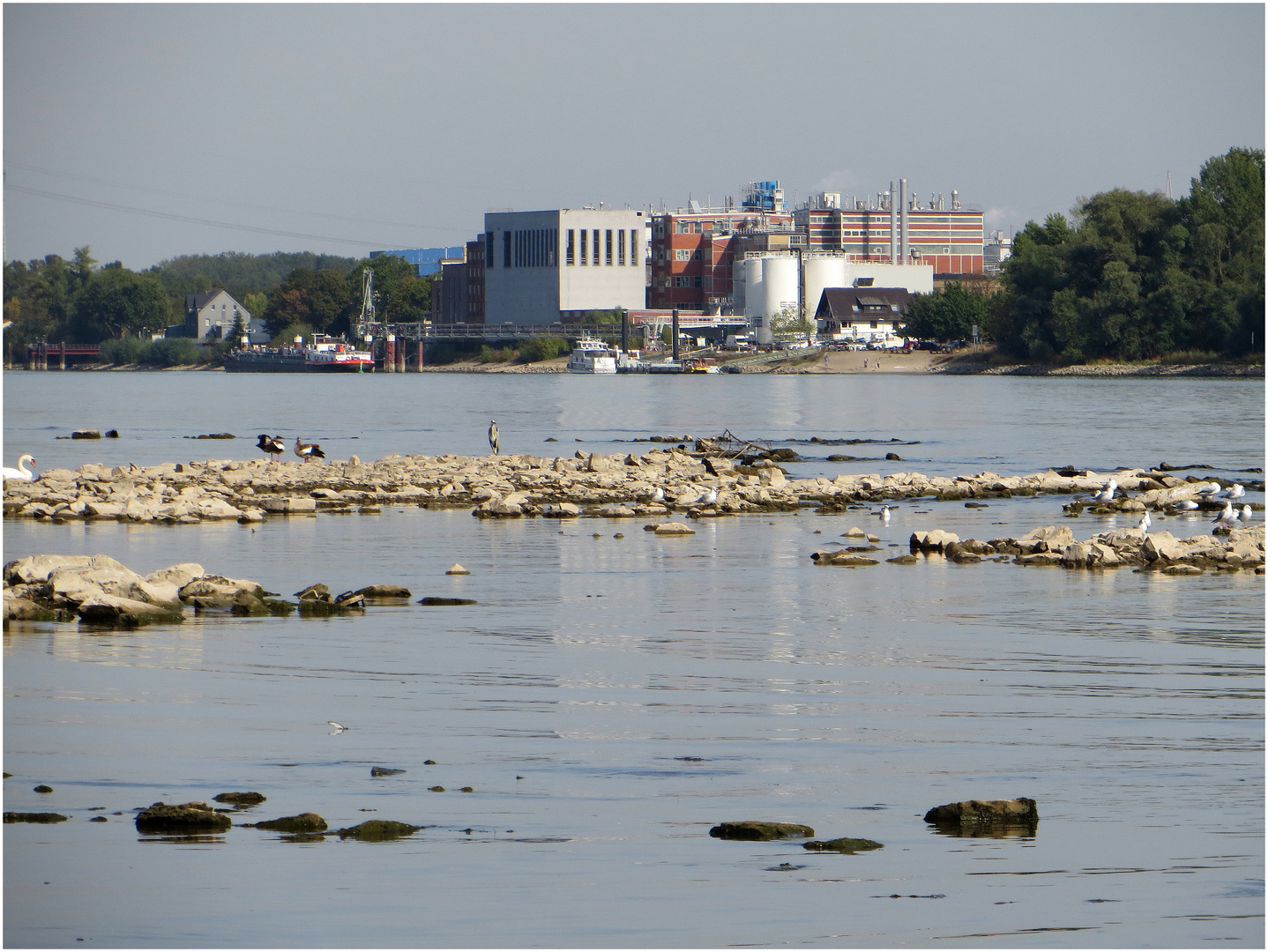 Am Rhein 