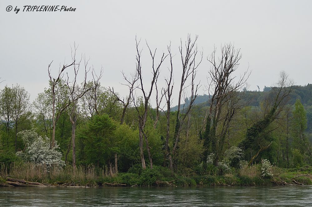 Am Rhein