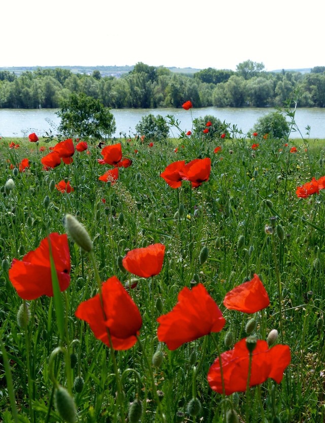 Am Rhein