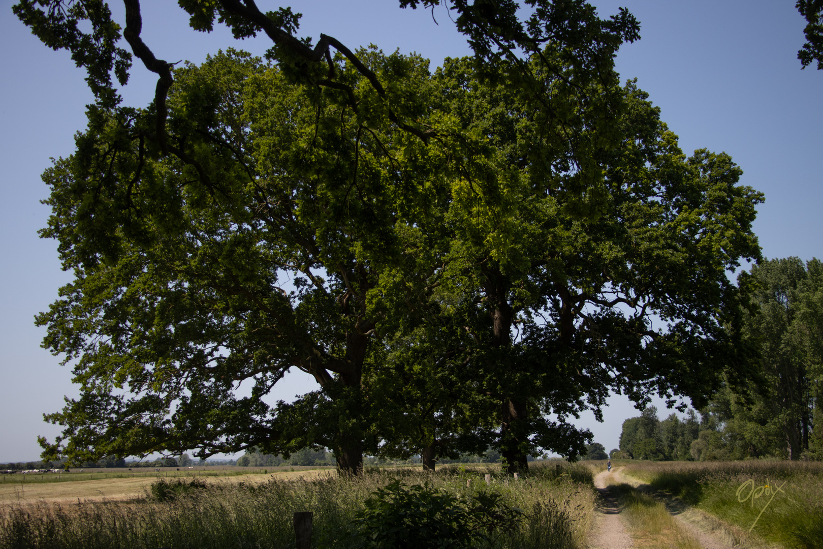 Am Rhein in der Nähe von Salmorth (Kleve)