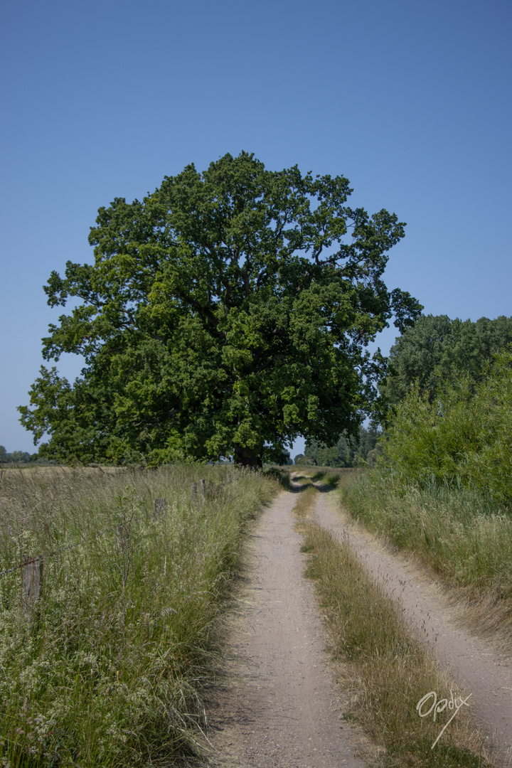 Am Rhein in der Nähe von Salmorth (Kleve)