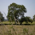 Am Rhein in der Nähe von Salmorth (Kleve)