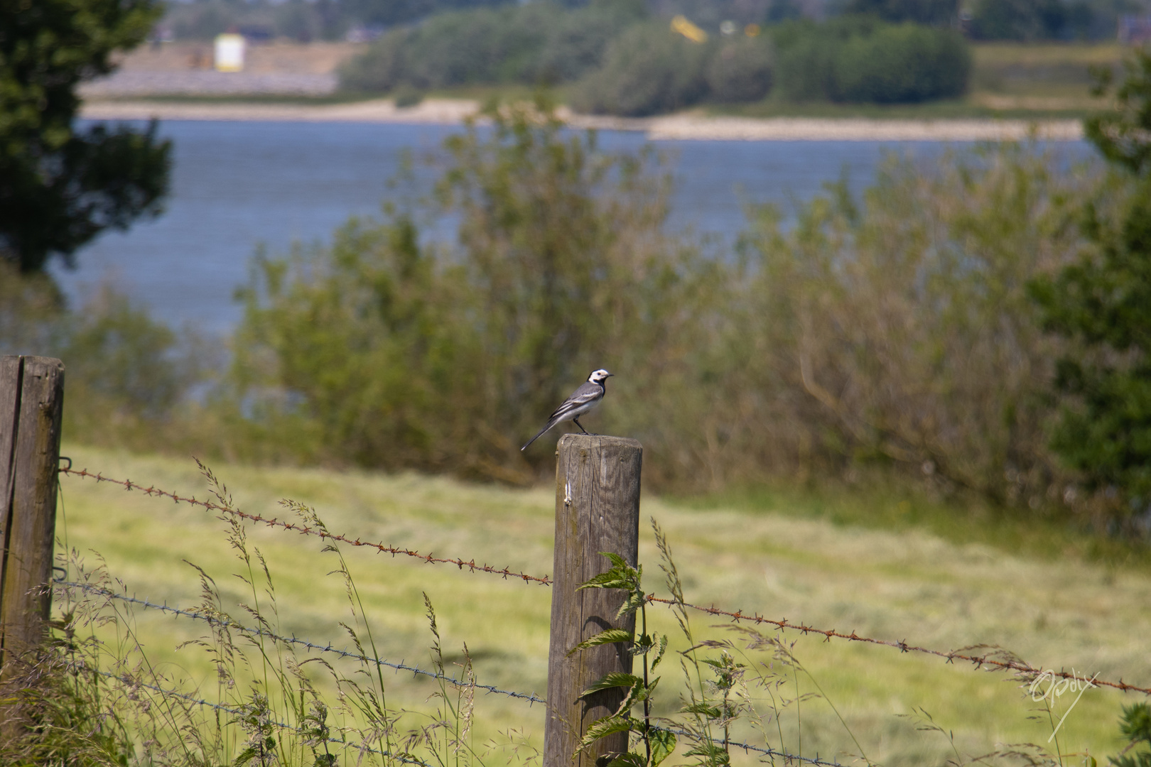 Am Rhein in der Nähe von Salmorth (Kleve)