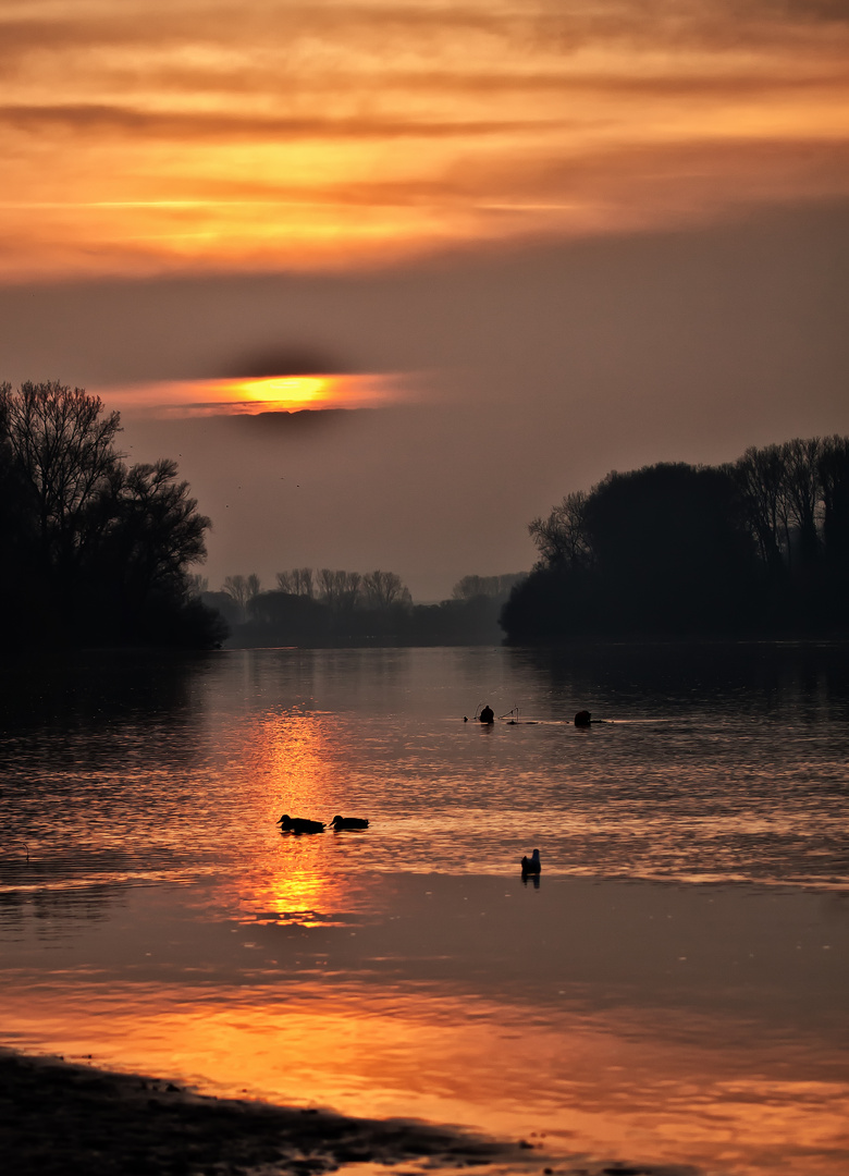 Am Rhein in Frei-Weinheim.