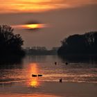 Am Rhein in Frei-Weinheim.