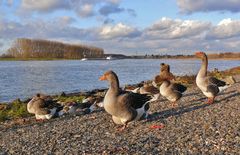 Am Rhein in Leverkusen-Hitdorf