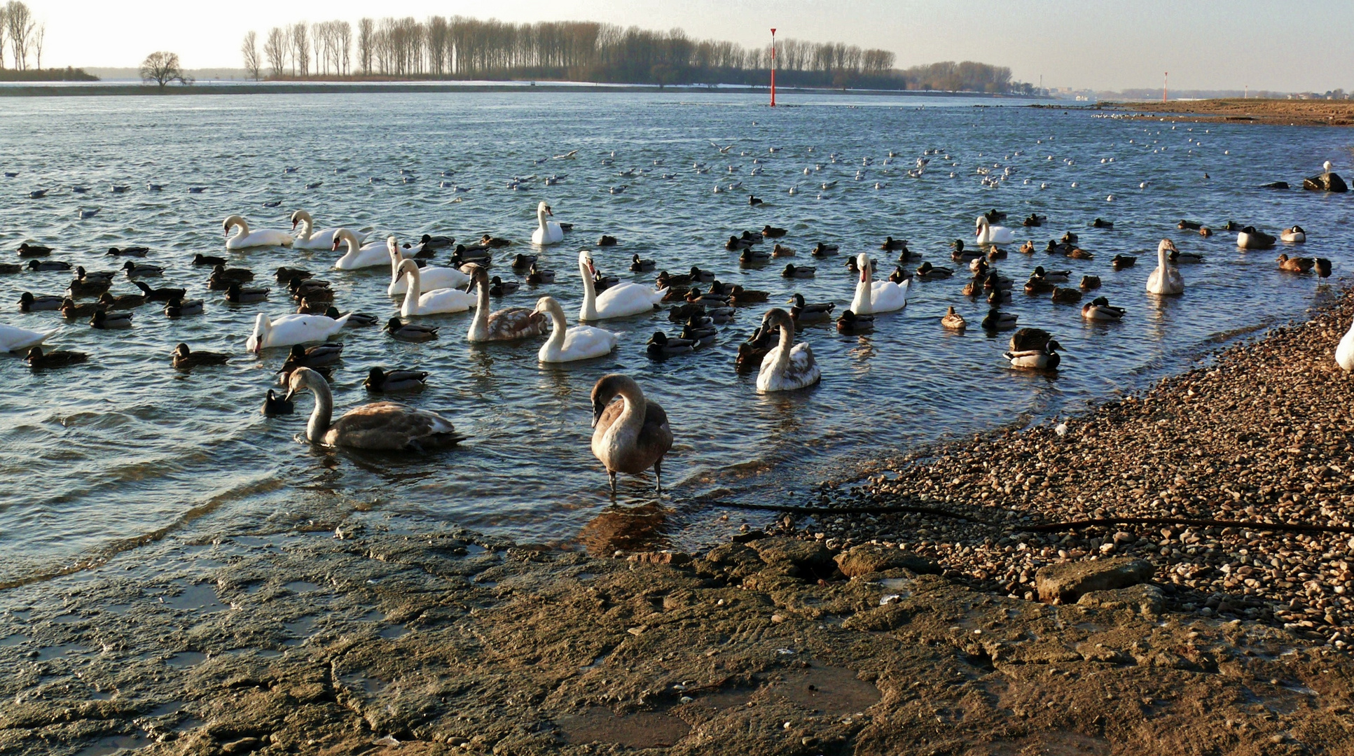 Am Rhein in Leverkusen-Hitdorf