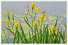 Am Rhein - Museums Insel Hombroich