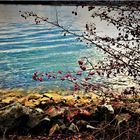 Am Rhein nach dem Regen