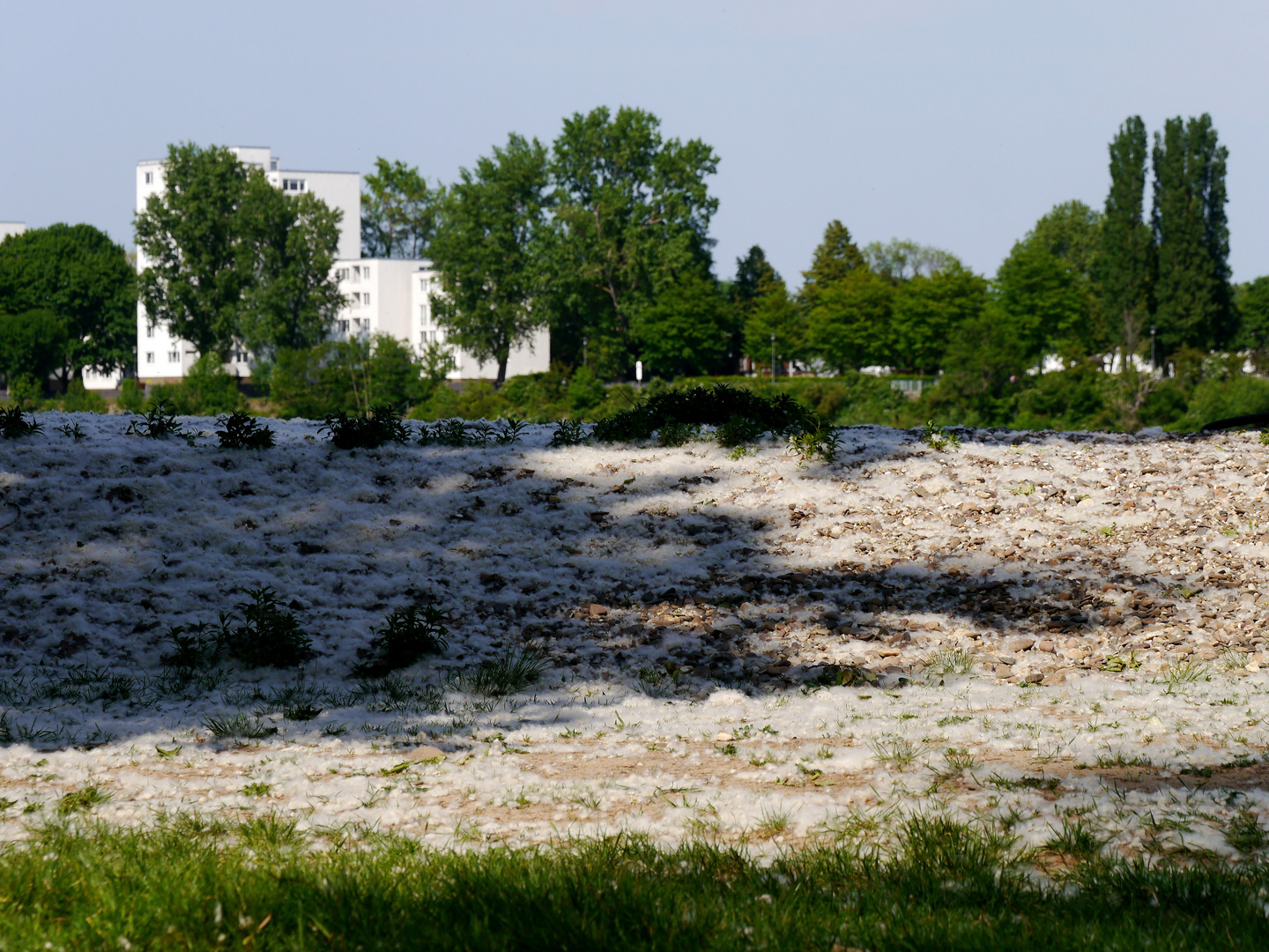 Am Rhein - Pappelsamen 2