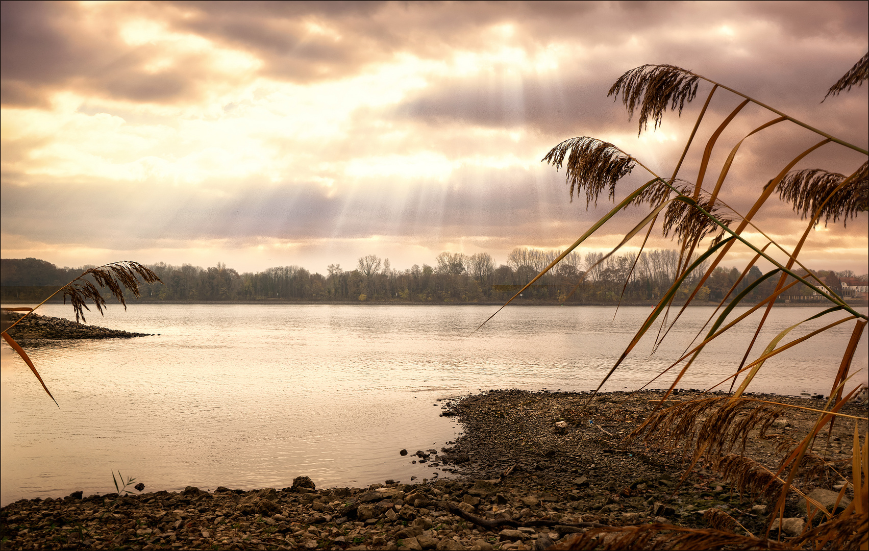 Am Rhein zwischen Walluf und Eltville