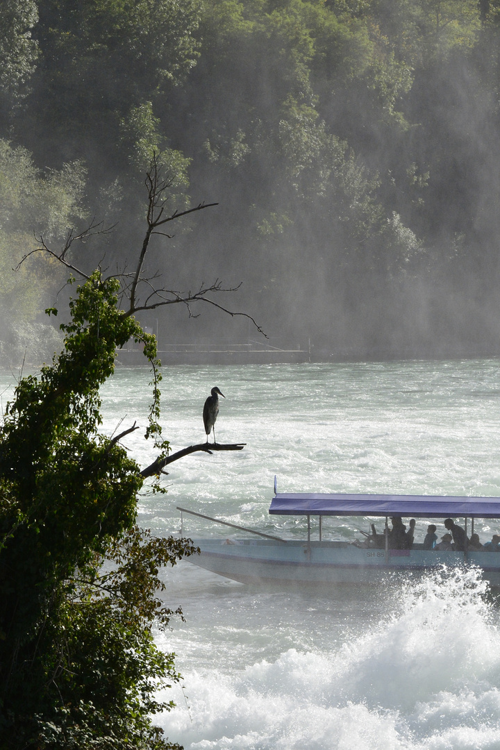 am Rheinfall