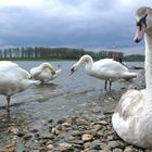 Am Rheinufer in Leverkusen-Hitdorf