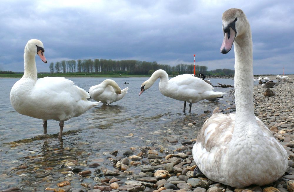 Am Rheinufer in Leverkusen-Hitdorf