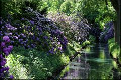 am Rhododendron-Park