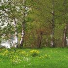 Am Riegsee im Pfaffenwinkel