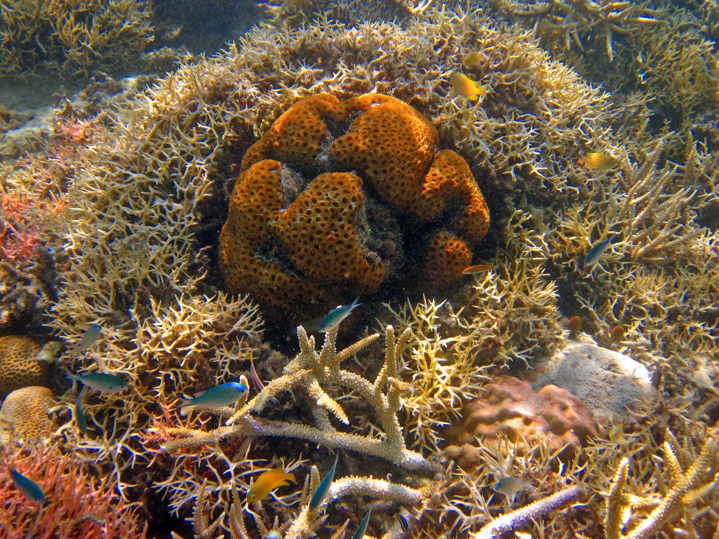 Am Riff- Komodo Island/ Indonesien