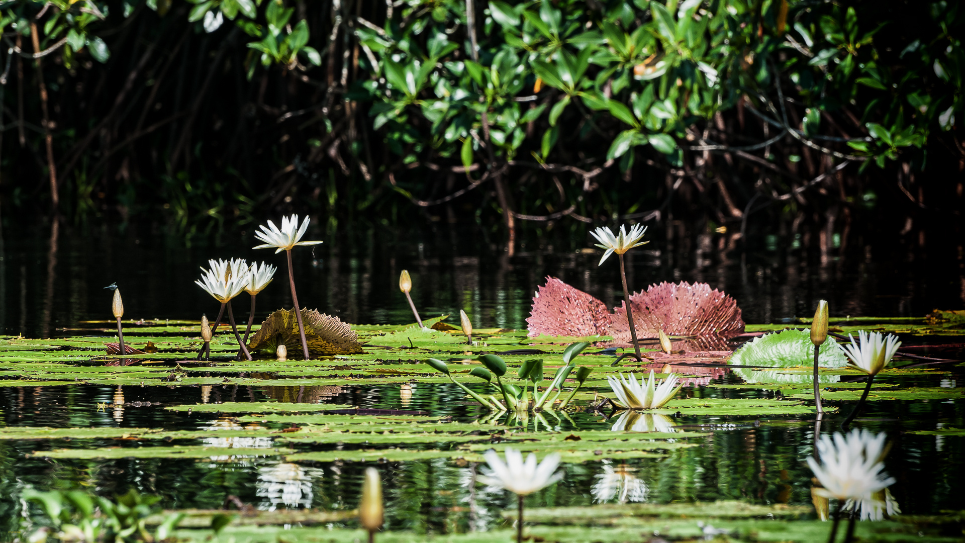 am Rio Dulce - Guatemala