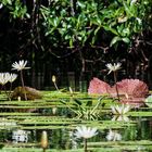 am Rio Dulce - Guatemala